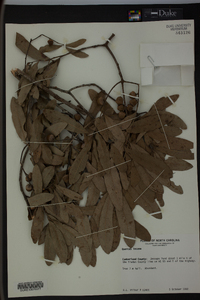 Quercus incana image