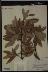 Quercus incana image