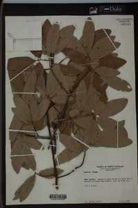 Quercus incana image