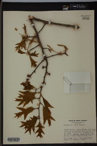 Quercus laevis image
