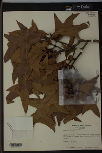 Quercus laevis image
