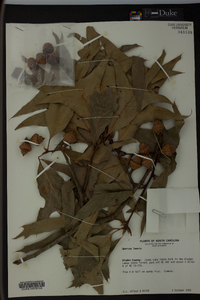 Quercus laevis image