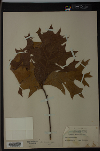 Quercus laevis image