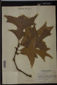 Quercus laevis image