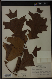 Quercus laevis image