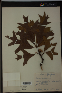 Quercus laevis image