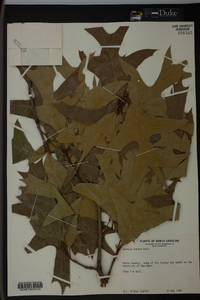 Quercus laevis image