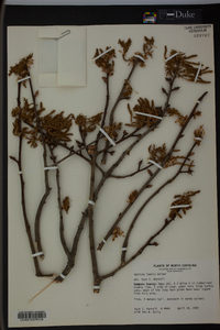 Quercus laevis image