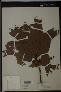 Quercus laevis image