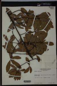 Quercus laurifolia image