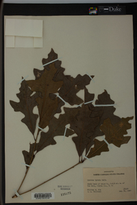 Quercus lyrata image