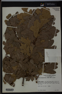 Quercus margaretta image