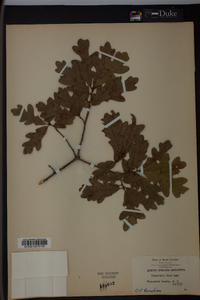 Quercus margaretta image