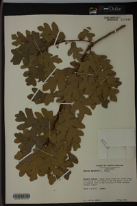 Quercus margaretta image