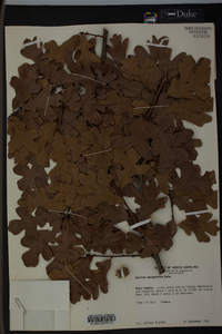 Quercus margaretta image