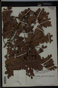 Quercus margaretta image