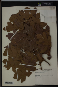 Quercus margaretta image