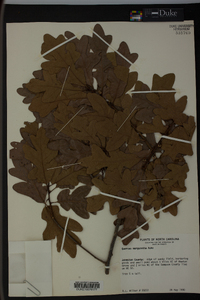 Quercus margaretta image