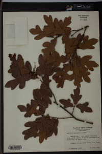 Quercus margaretta image