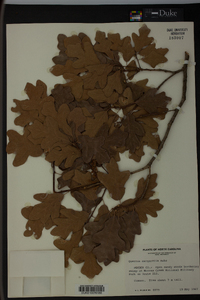 Quercus margaretta image