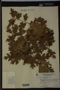 Quercus margaretta image