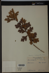 Quercus margaretta image