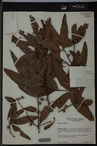 Quercus phellos image