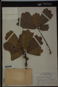 Quercus x rudkinii image