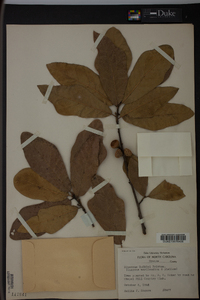 Quercus x rudkinii image