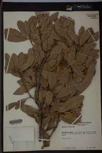 Quercus virginiana image