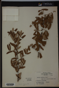 Quercus virginiana image