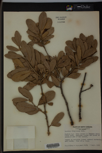 Quercus virginiana image