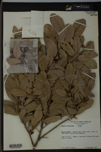 Quercus virginiana image