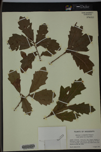 Quercus x comptoniae image