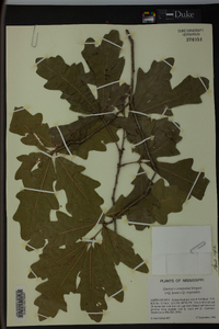 Quercus x comptoniae image