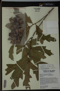 Quercus x comptoniae image