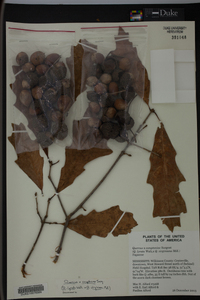 Quercus x comptoniae image