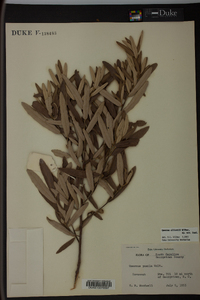 Quercus pumila image