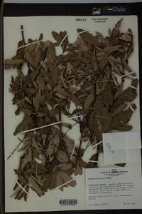 Quercus pumila image