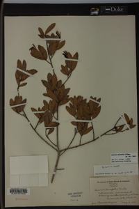 Quercus pumila image