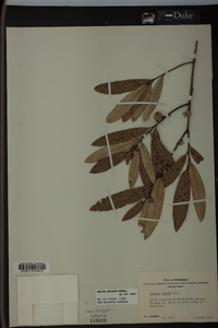 Quercus pumila image