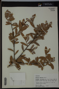 Quercus geminata image