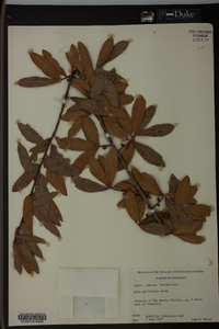 Quercus hemisphaerica image