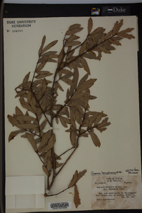 Quercus hemisphaerica image