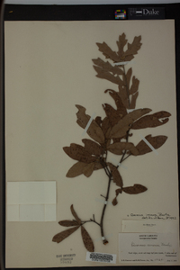 Quercus incana image