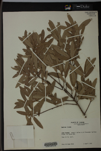 Quercus incana image