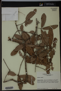 Quercus incana image