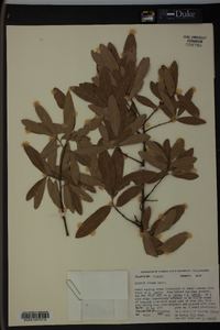 Quercus incana image