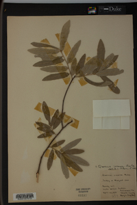 Quercus incana image