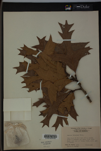 Quercus laevis image